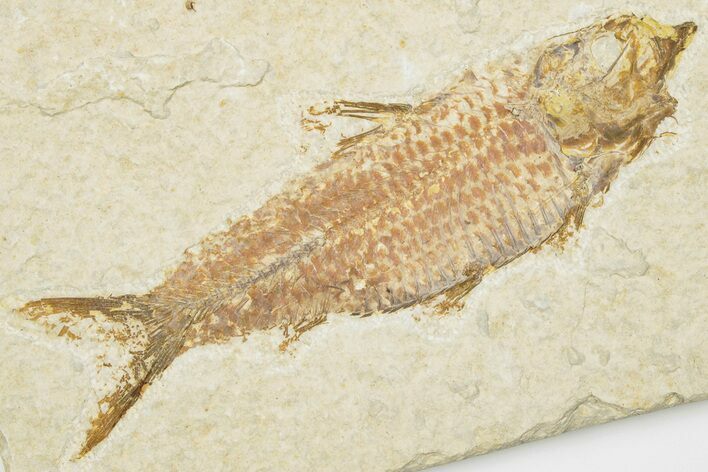 3.9" Detailed Fossil Fish (Knightia) - Wyoming